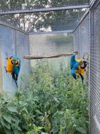 Blauwgele ara’s, Dieren en Toebehoren