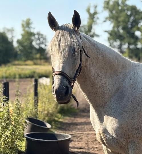 zeer lieve merrie, Dieren en Toebehoren, Paarden, Merrie, Zadelmak, Minder dan 160 cm, 11 jaar of ouder, Recreatiepaard, Gechipt