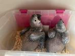 Ara’s- Shammygold en geel-blauwe (2st), Dieren en Toebehoren, Meerdere dieren, Papegaai, Geringd