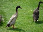 Loopeendjes, Plusieurs animaux, Canard