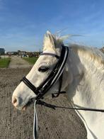 Pony te koop, Dieren en Toebehoren, Ruin, Ontwormd, B pony (1.17m tot 1.27m), 11 jaar of ouder