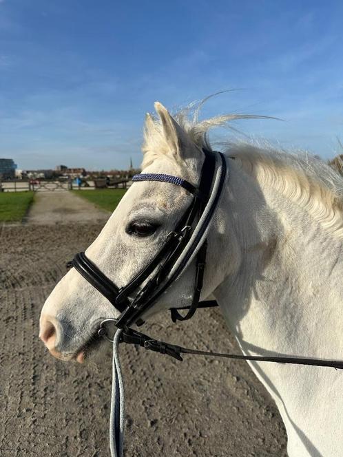 Pony te koop, Dieren en Toebehoren, Pony's, Ruin, B pony (1.17m tot 1.27m), Recreatiepony, 11 jaar of ouder, Met stamboom, Ontwormd