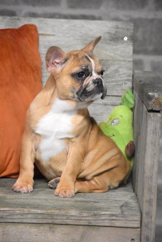 Prachtige bruine Franse Bulldog pup, Dieren en Toebehoren, Honden | Bulldogs, Pinschers en Molossers, Meerdere dieren, Bulldog