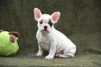 Prachtige Franse Bulldog pup, Dieren en Toebehoren, Honden | Bulldogs, Pinschers en Molossers, België, Reu, CDV (hondenziekte)