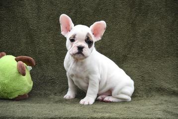 Prachtige Franse Bulldog pup  beschikbaar voor biedingen