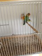 Ficherie's, Meerdere dieren