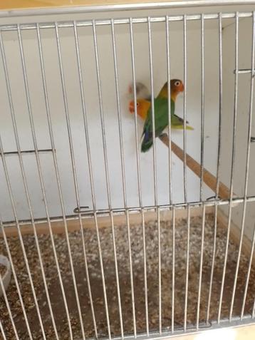 Ficherie's, Plusieurs animaux
