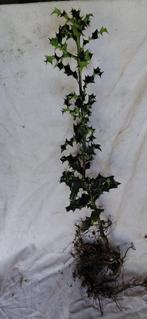 hulst, Tuin en Terras, Ophalen, Hulst, Haag, Minder dan 100 cm