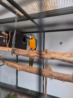 Blauwgele ara, Dieren en Toebehoren