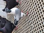 Duitse modena gazzi blauw geband en ongeband, Dieren en Toebehoren, Vogels | Duiven