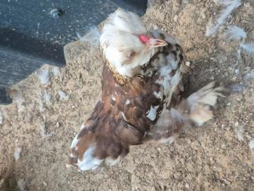 Jonge zijdehoen haantjes zoeken thuis  beschikbaar voor biedingen