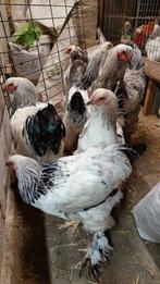 7 jonge brahmahanen, Dieren en Toebehoren, Pluimvee, Mannelijk, Kip