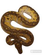 Ball python chocolate mojave clown, Dieren en Toebehoren