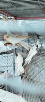 valkparkieten, Dieren en Toebehoren