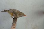 Japanse nachtegaal, Dieren en Toebehoren, Geringd