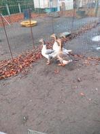 Ganzen, Dieren en Toebehoren, Pluimvee