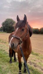Paarden GEZOCHT (kijk beschrijving), Animaux & Accessoires, Chevaux, Plusieurs animaux, 160 à 165 cm, Cheval de saut, 7 à 10 ans