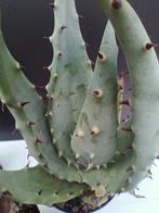 Aloe aculeata var. crousiana - Zuid Afrika, Huis en Inrichting, Kamerplanten, Vetplant, Ophalen of Verzenden, Minder dan 100 cm