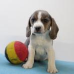 Beagle (Zwart & Blauw tricolor) Belgische pups te koop, Dieren en Toebehoren, Honden | Beagles, Bassets en Lopende honden, België