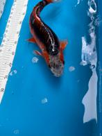 40 cm shusui koi, Dieren en Toebehoren, Vissen | Vijvervissen
