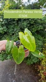 Philodendron Paraiso Verde, Ophalen of Verzenden