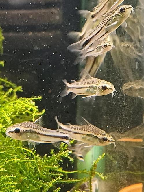 Hobbyaquarium Corydoras Pygmaeus / dwerg corydoras, Dieren en Toebehoren, Vissen | Aquariumvissen, Zoetwatervis, Vis, Schoolvis