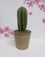 🌵 Cactus Kaars 🌵, Overige materialen, Nieuw, Ophalen of Verzenden, Kaars