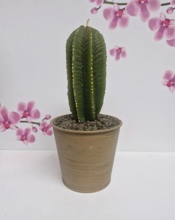 🌵 Cactus Kaars 🌵 beschikbaar voor biedingen