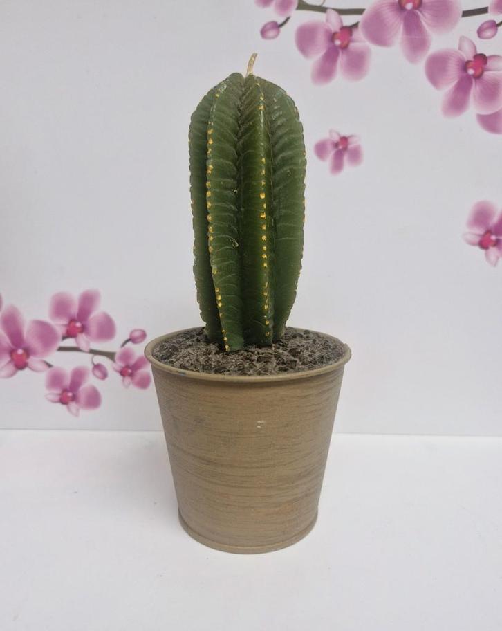 🌵 Cactus Kaars 🌵, Huis en Inrichting, Woonaccessoires | Kandelaars en Kaarsen, Nieuw, Kaars, Minder dan 25 cm, Overige materialen