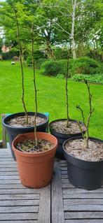 Albizia "slaapbomen" te koop, Tuin en Terras, Halfschaduw, Dakboom, Minder dan 100 cm, Zomer