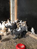 Brahma kuikens, Meerdere dieren, Kip