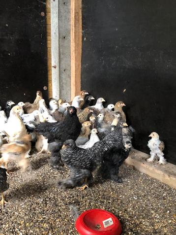 Brahma kuikens beschikbaar voor biedingen