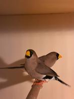 Maskeramadines, Meerdere dieren, Tropenvogel, Geringd