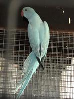 Halsbandparkieten, Tam