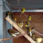 Koppel dikbekken niet geringd, Dieren en Toebehoren, Geringd