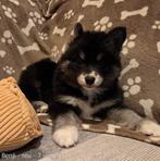 F3 Pomsky pups (mini-husky) uit geteste ouders, Dieren en Toebehoren, België, Fokker | Hobbymatig, Overige rassen, 8 tot 15 weken