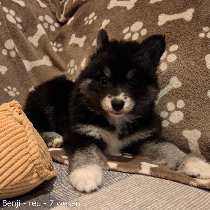 F3 Pomsky pups (mini-husky) uit geteste ouders, Dieren en Toebehoren, Honden | Poolhonden, Keeshonden en Oertypen, Meerdere dieren