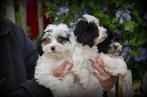 Maltipoo pups, Dieren en Toebehoren, Honden | Chihuahua's en Gezelschapshonden, België, Maltezer, CDV (hondenziekte), 8 tot 15 weken