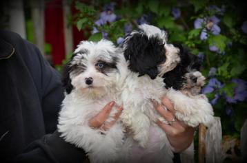 Maltipoo pups beschikbaar voor biedingen