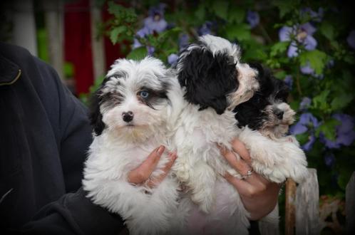 Maltipoo pups, Dieren en Toebehoren, Honden | Chihuahua's en Gezelschapshonden, Teef, Maltezer, Fokker | Professioneel, Meerdere