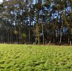 Bos/weide grond, Immo, Gronden en Bouwgronden, 200 tot 500 m²