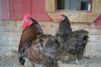 GEZOCHT orpington kriel chocolate, Dieren en Toebehoren, Pluimvee, Kip