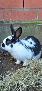 Konijnen te koop, Dieren en Toebehoren