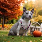 PRACHTIGE AMERICAN BULLY PUPS, België, Overige rassen, 8 tot 15 weken, Meerdere