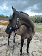 Super lieve AQHA grullo merrie, Dieren en Toebehoren, Paarden, Merrie, Minder dan 160 cm, Gechipt, Zadelmak