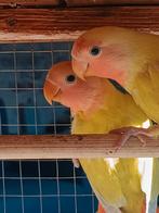 2 roseicolis beschikbaar 2025, Dieren en Toebehoren, Vogels | Parkieten en Papegaaien