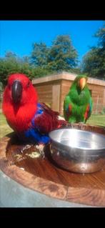Koppel tamme edelpapegaaien, Dieren en Toebehoren