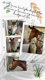 PaardenStal te huur, Dieren en Toebehoren, Weidegang, 1 paard of pony