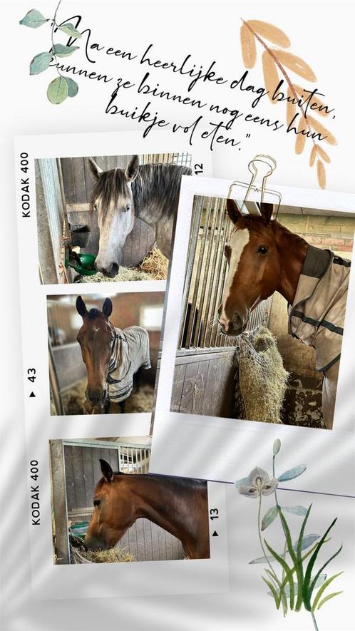 PaardenStal te huur, Dieren en Toebehoren, Stalling en Weidegang, Stalling, Weidegang, Accessoires, 1 paard of pony