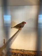 Zebravink mannetje, Dieren en Toebehoren, Vogels | Kanaries, Mannelijk
